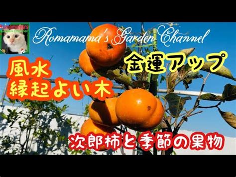 柿の木 風水|【風水】金運アップ お庭に縁起の良い柿の木をうえ。